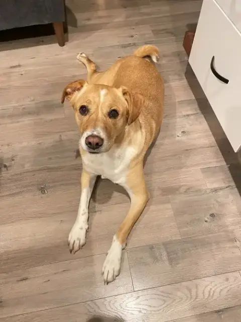 Sadie