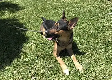 Gunner Ii photo 5