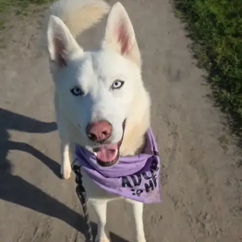 Polar