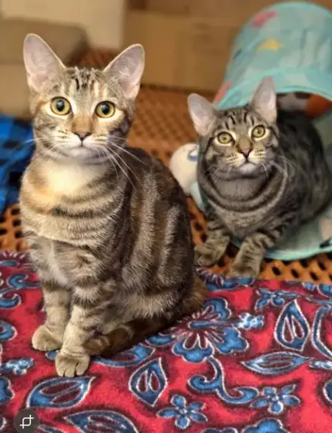 Sully & Savannah