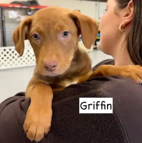 Griffin photo 3