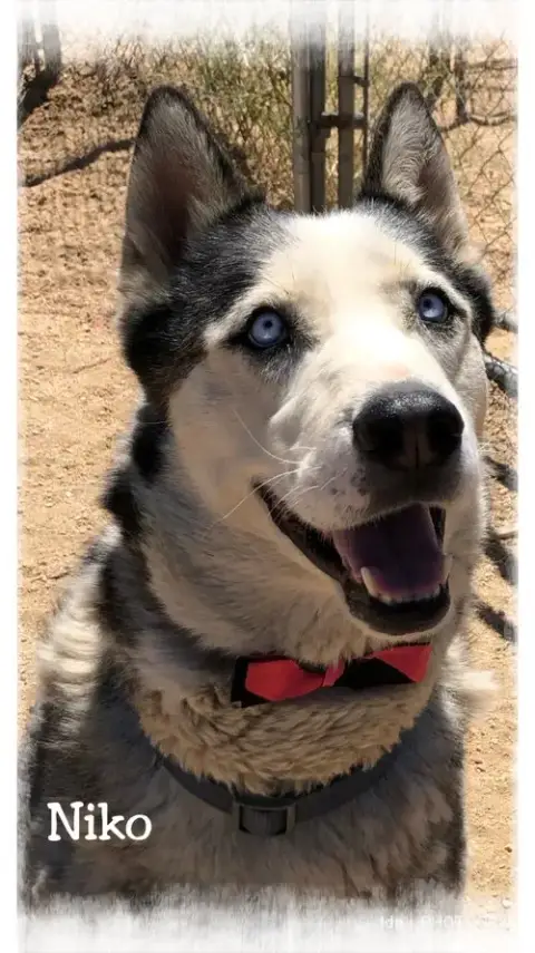 Niko photo 3