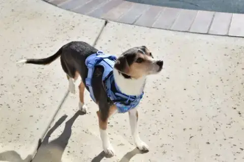 Cruiser-Tiny Cutie! photo 3