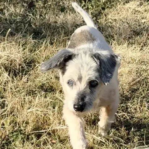 Agnes