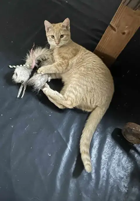 Mandy Urgent photo 2