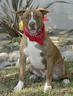 Apache photo 3