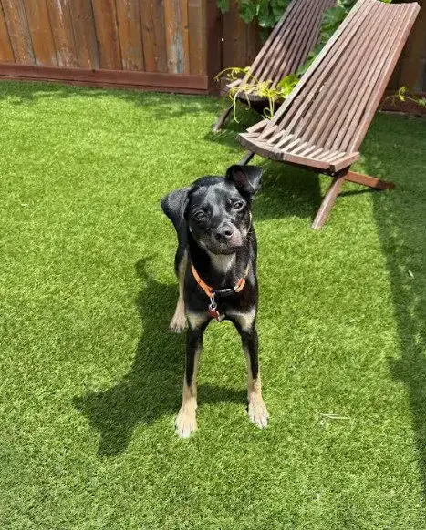 Kali photo 4
