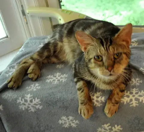 Catsby photo 4
