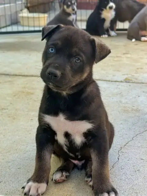 Marilynn'S Puppy Murphy photo 5