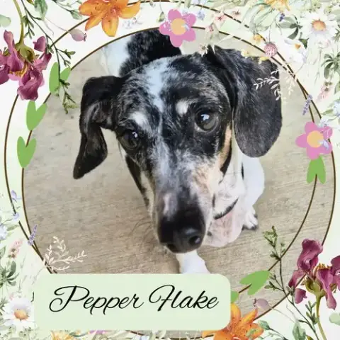 Pepper Flake