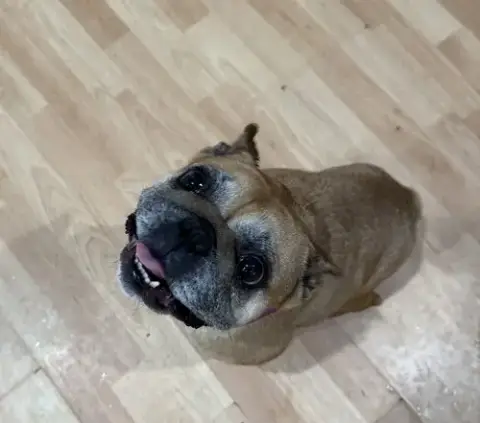 Cannoli