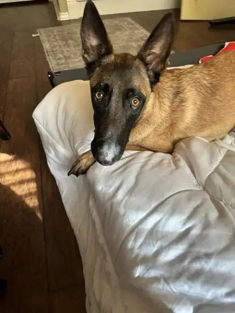 Phoebe