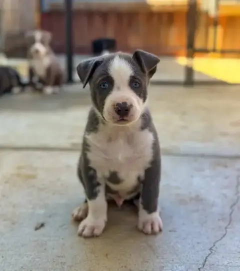 Marilynn'S Puppy Major photo 3