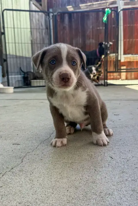 Marilynn'S Puppy Mocha photo 4