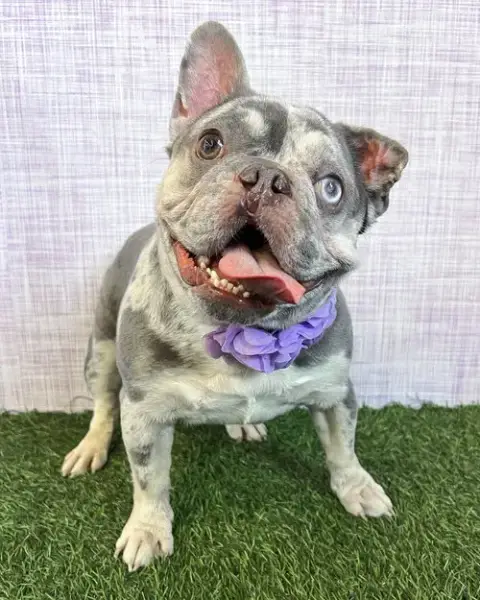 Mabel photo 3