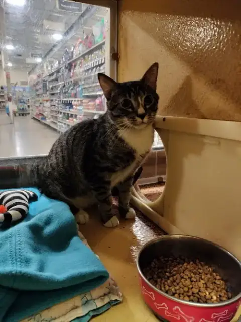 Tabby Boy