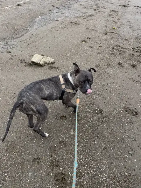 Rosie photo 4