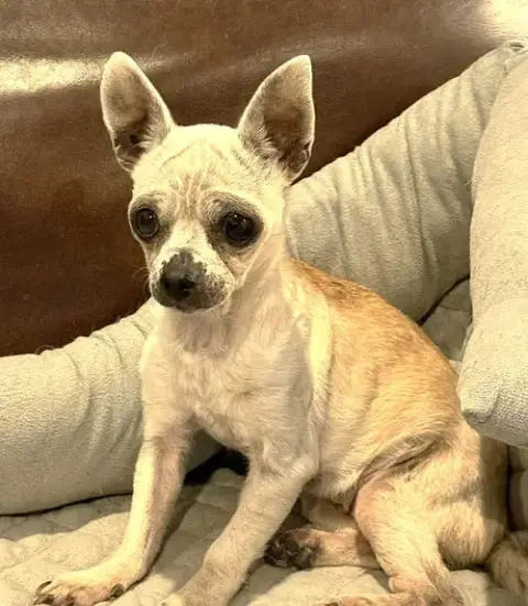 Edna The Spicy Chi Tx photo 2