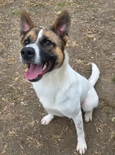 Odin photo 4
