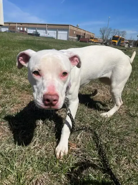Rainbow Brite: Not At The Shelter photo 5