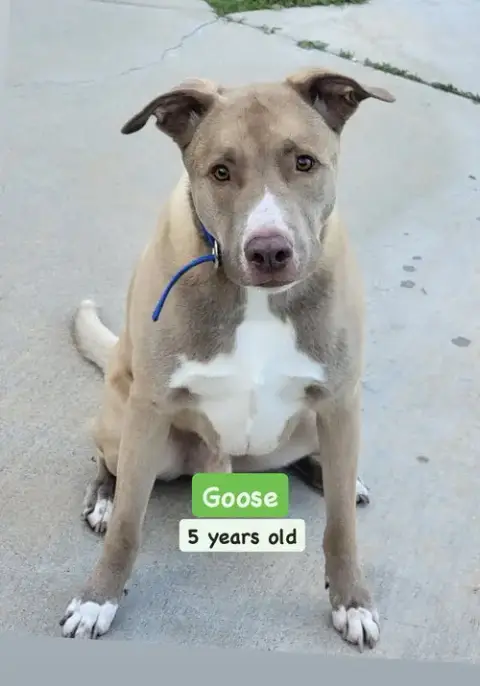 Goose