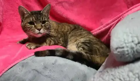 Cinnamon photo 1
