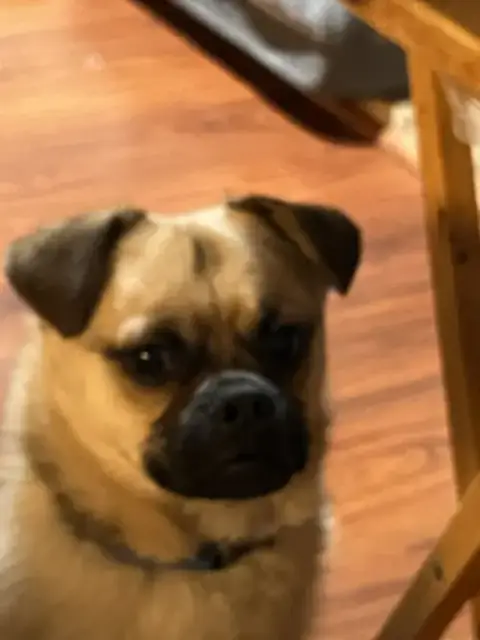 Obi
