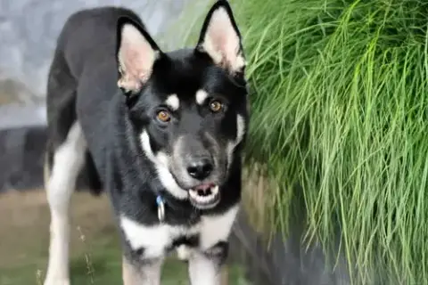 Melo photo 2