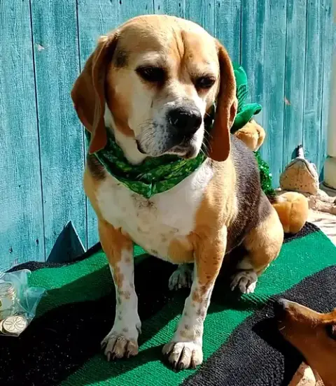 Louie-He'S Got A Sponsor! photo 4