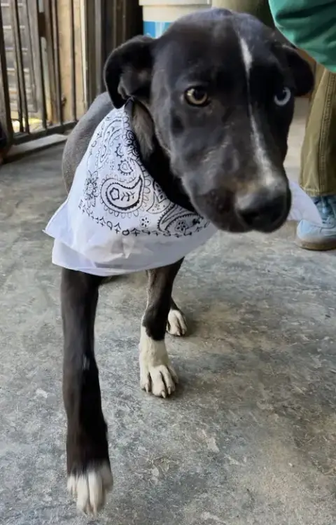 Jett photo 3