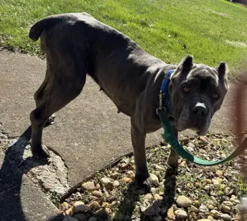 Bluebelle: Not At Shelter photo 2