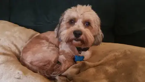 Dandie photo 2
