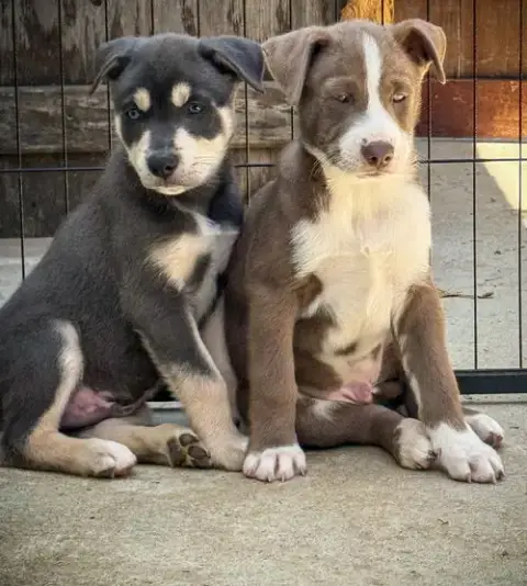 Marilynn'S Puppy Makai photo 2