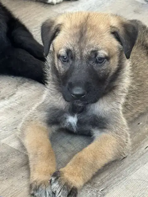 Rosie'S Puppy Poppy