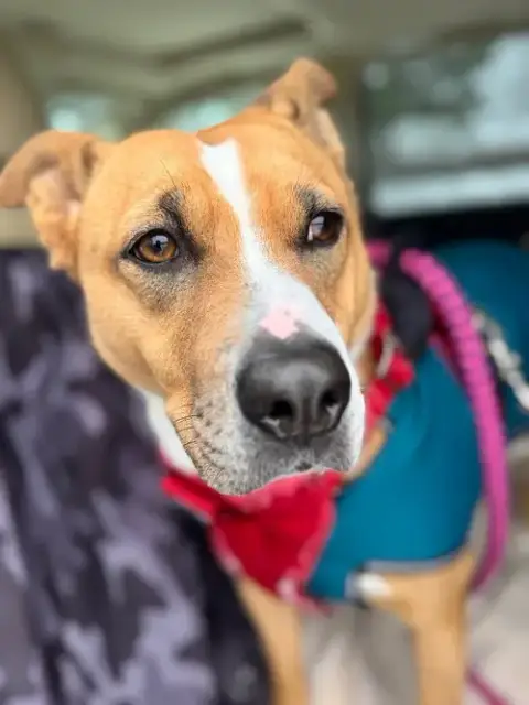 Darla