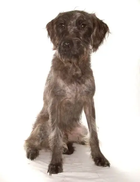 Simba photo 2