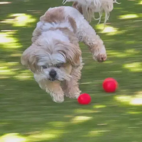 Jack photo 4