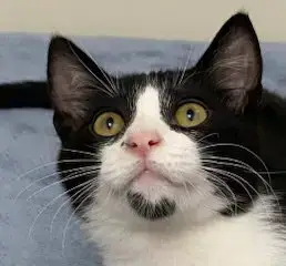 Kitten Forrest photo 1