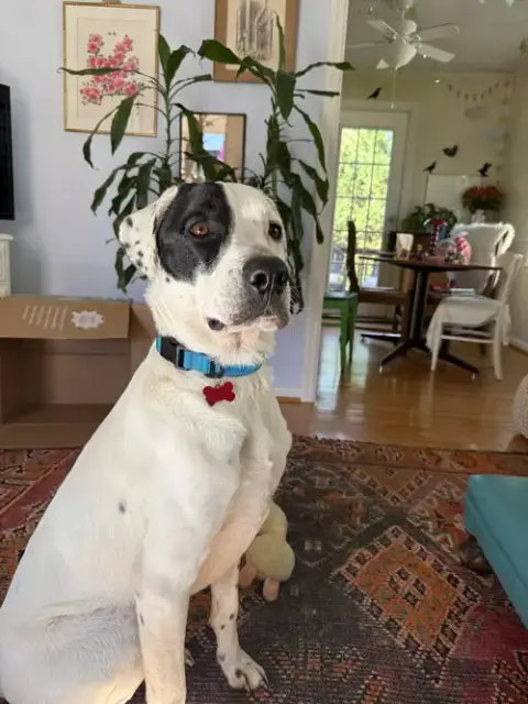 Bubba