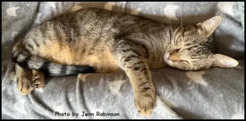 Munchkin photo 4
