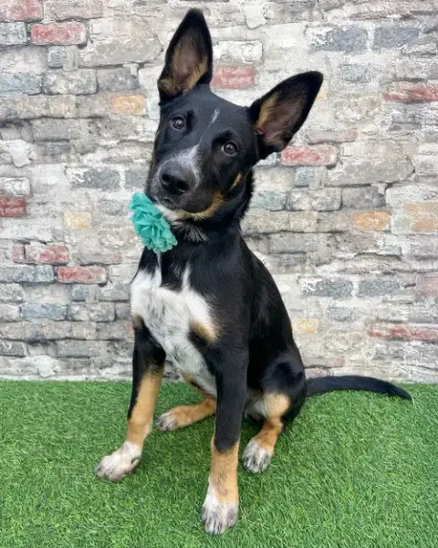 Banjo