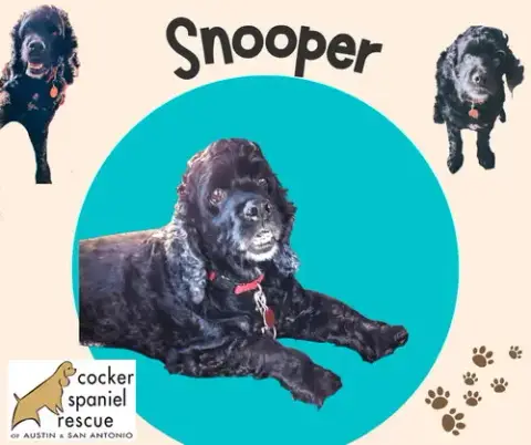 Snooper photo 3