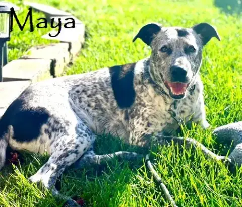 Maya photo 4