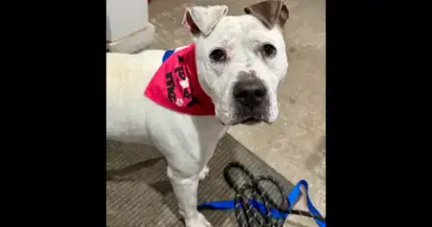 Jasmine The Jolly
