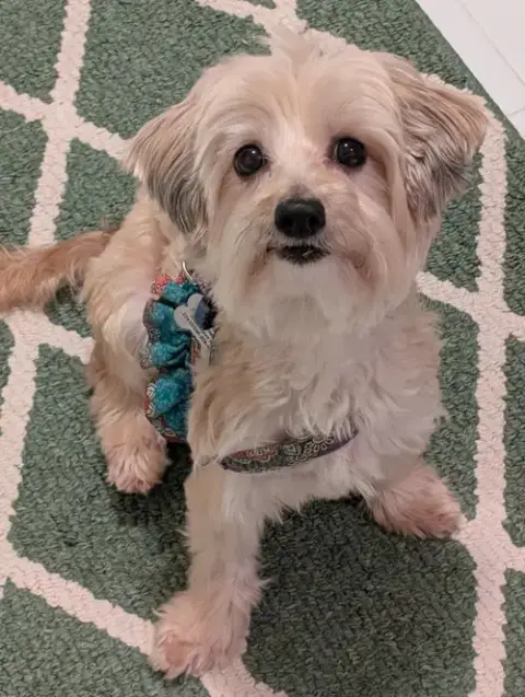 Trixie photo 4