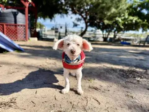 Corky