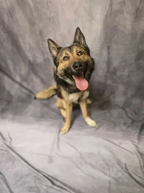 Rowdy- D2026253