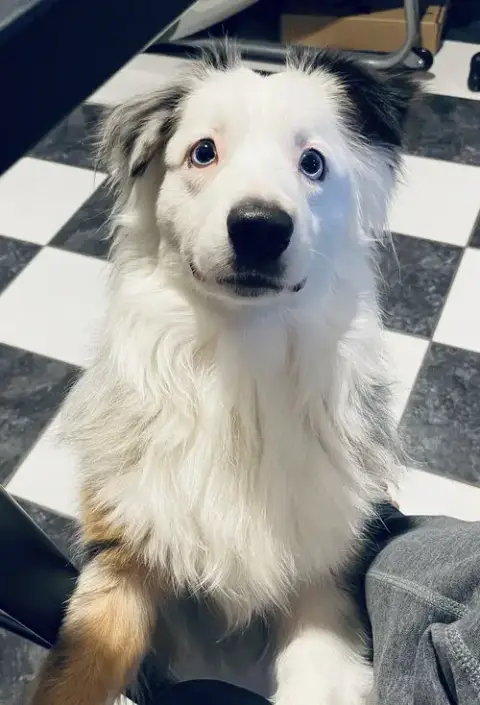 Malachai -Mini Aussie “Sexy Fluffernutter” photo 2