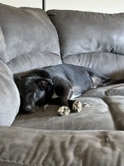 Courtesy Post: Dobby photo 4