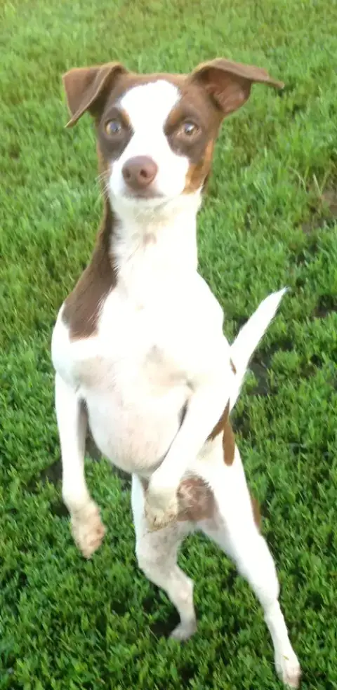 Sugar Sanctuary Dog photo 2